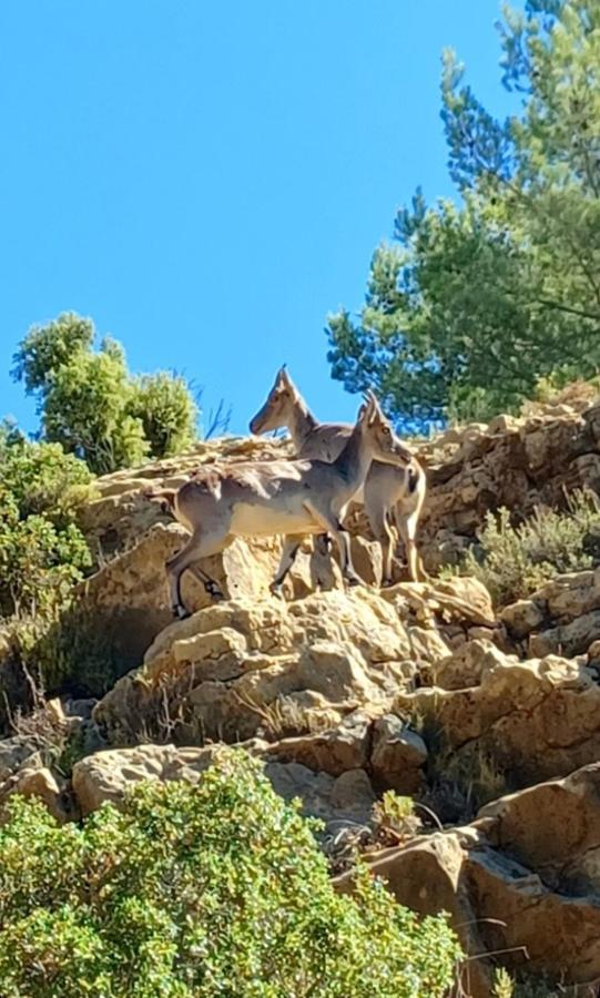 Fuentes de Rubielos La Vieja Escuelaヴィラ エクステリア 写真